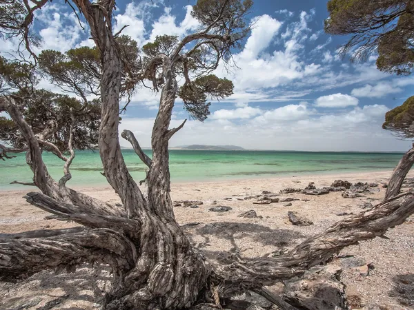 Eyre Peninsula: A 7-Day Campervan Loop Around South Australia's Seafood Frontier campervan route