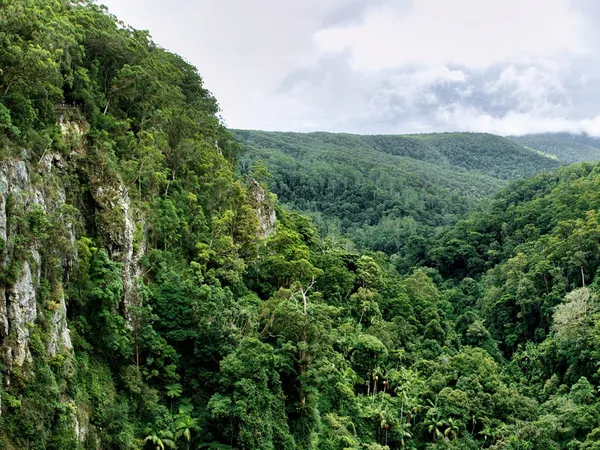 Gold Coast Hinterland: A 3-Day Campervan Loop Through the Rainforest campervan route