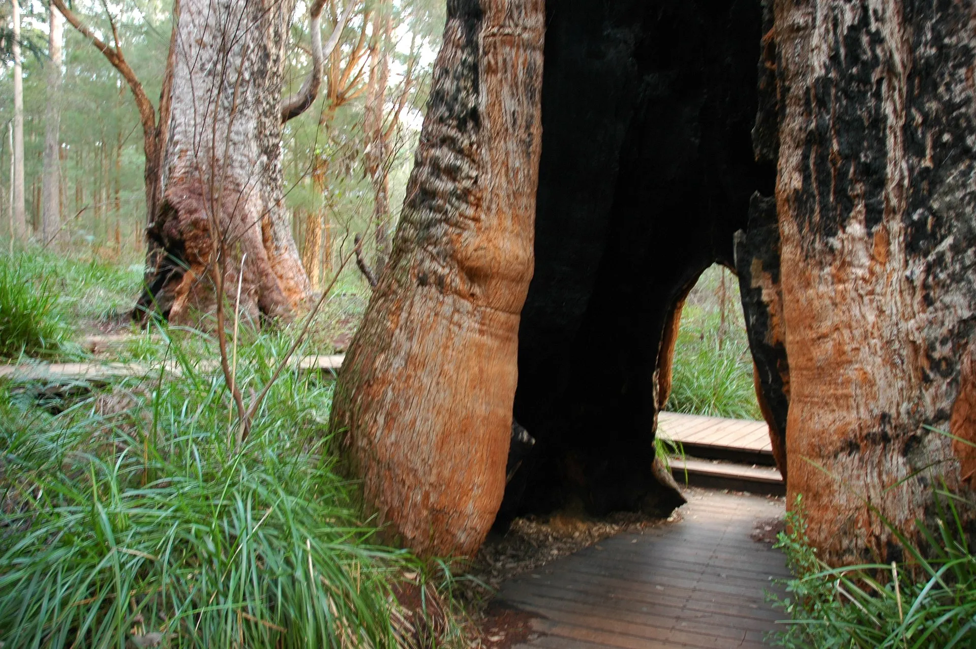 Valley of the Giants Tree Top Walk, Walpole